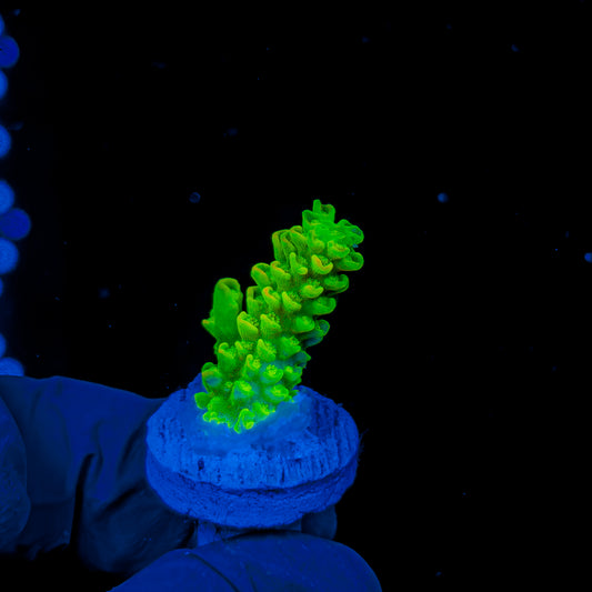 HOMEWRECKME 1296