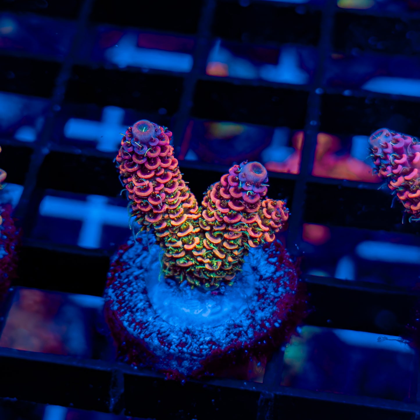 MILLE OF THE GODS 574