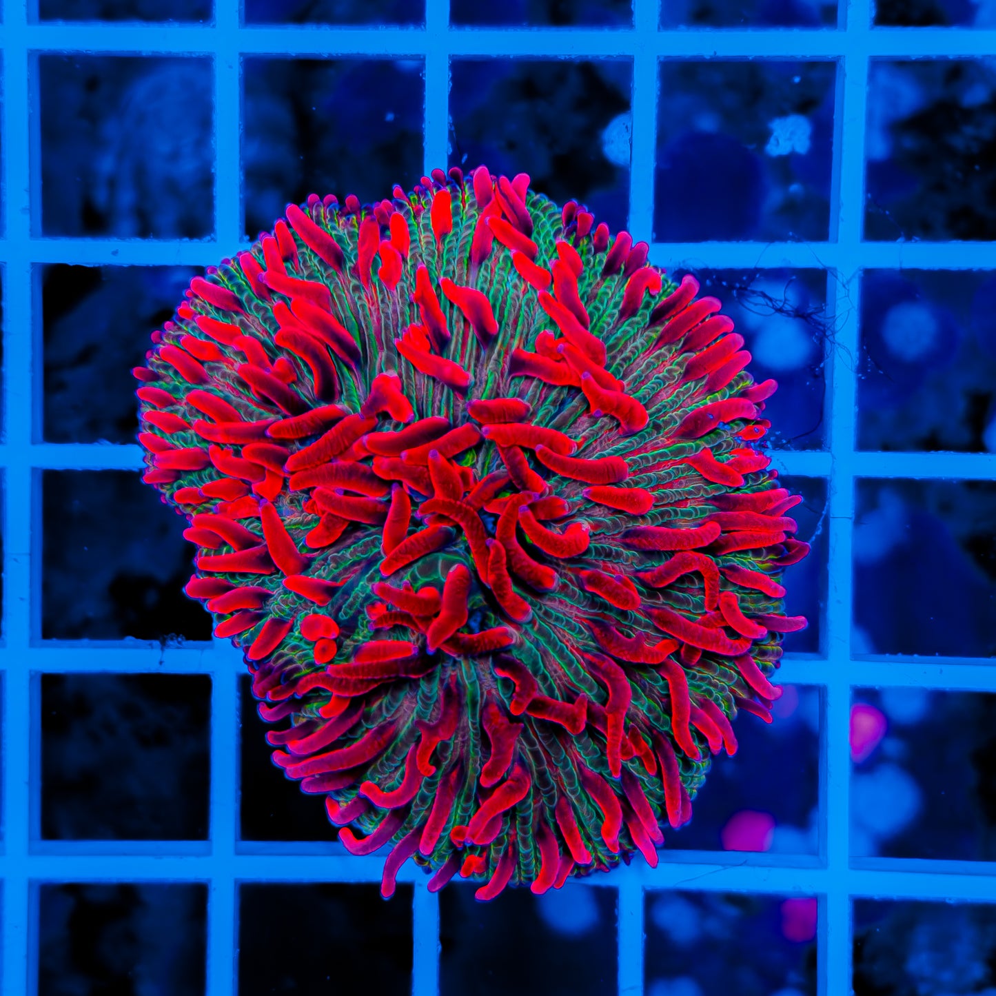 WOWZER DIASERIS PLATE COLONY (FRAGGABLE) 608