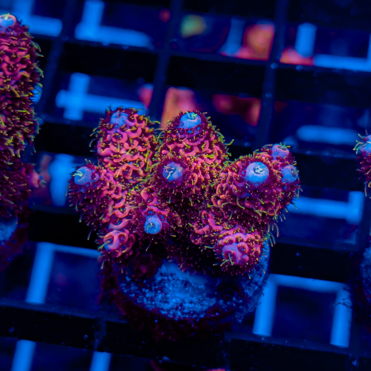 MAGENTA MADNESS MILLE 453