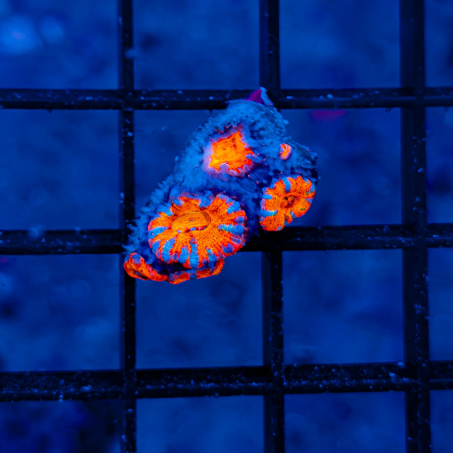 Rainbow Acan 801