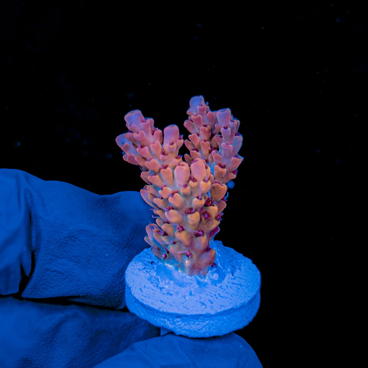 CHERRY BLOSSOM 1047