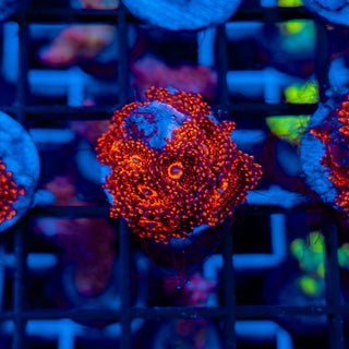 DARTH MAUL ZOA ~ 18P 103