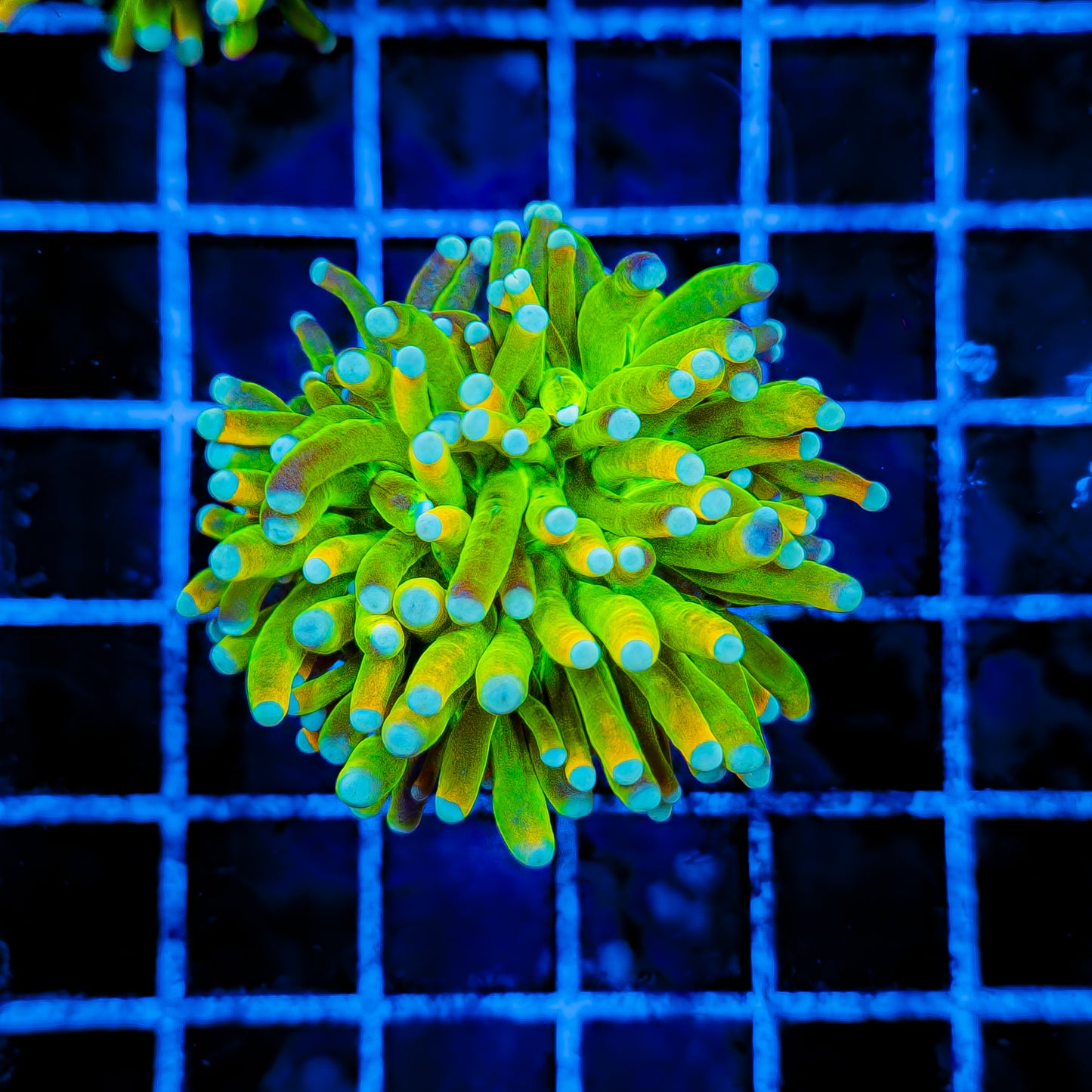 INDO BANANA TORCH 973