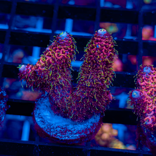 MAGENTA MADNESS MILLE 450