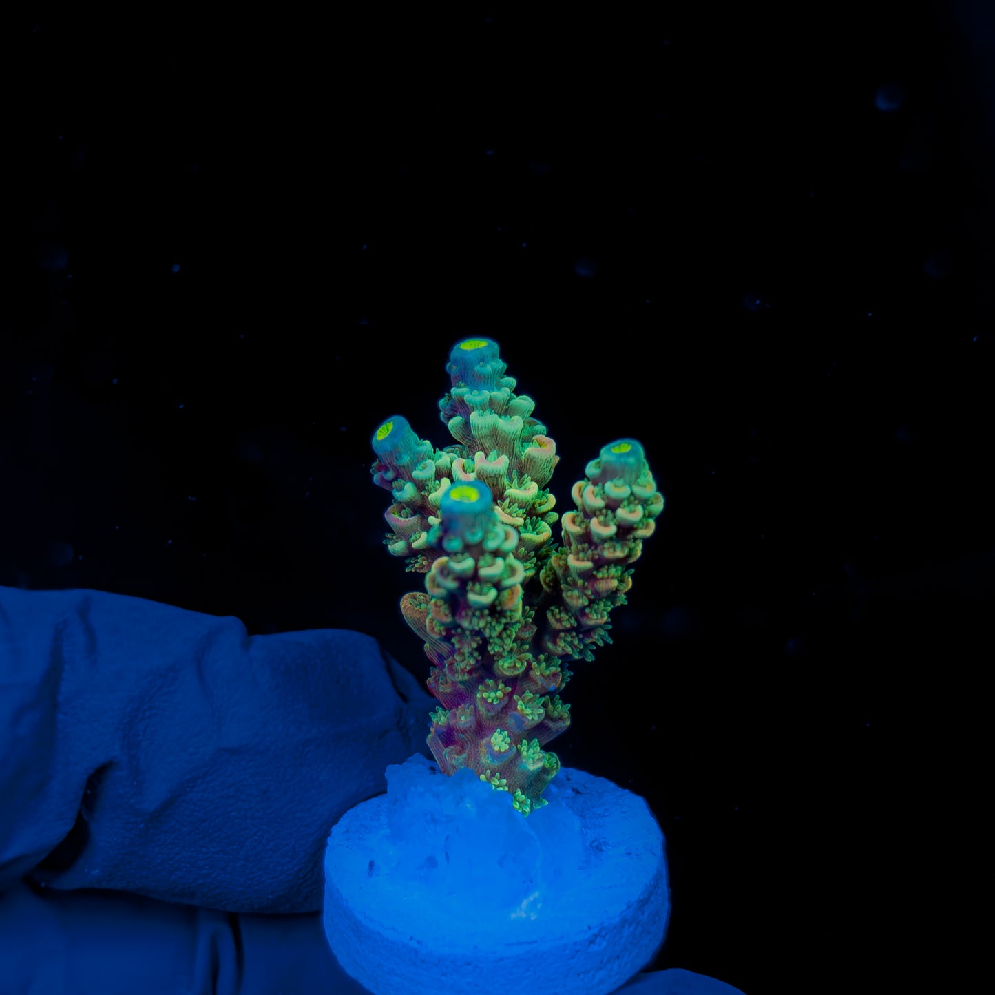 GAMMA 1322