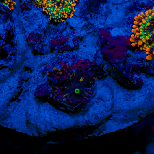 BLUEZILLA YUMA BOUNCE MUSHROOM 809