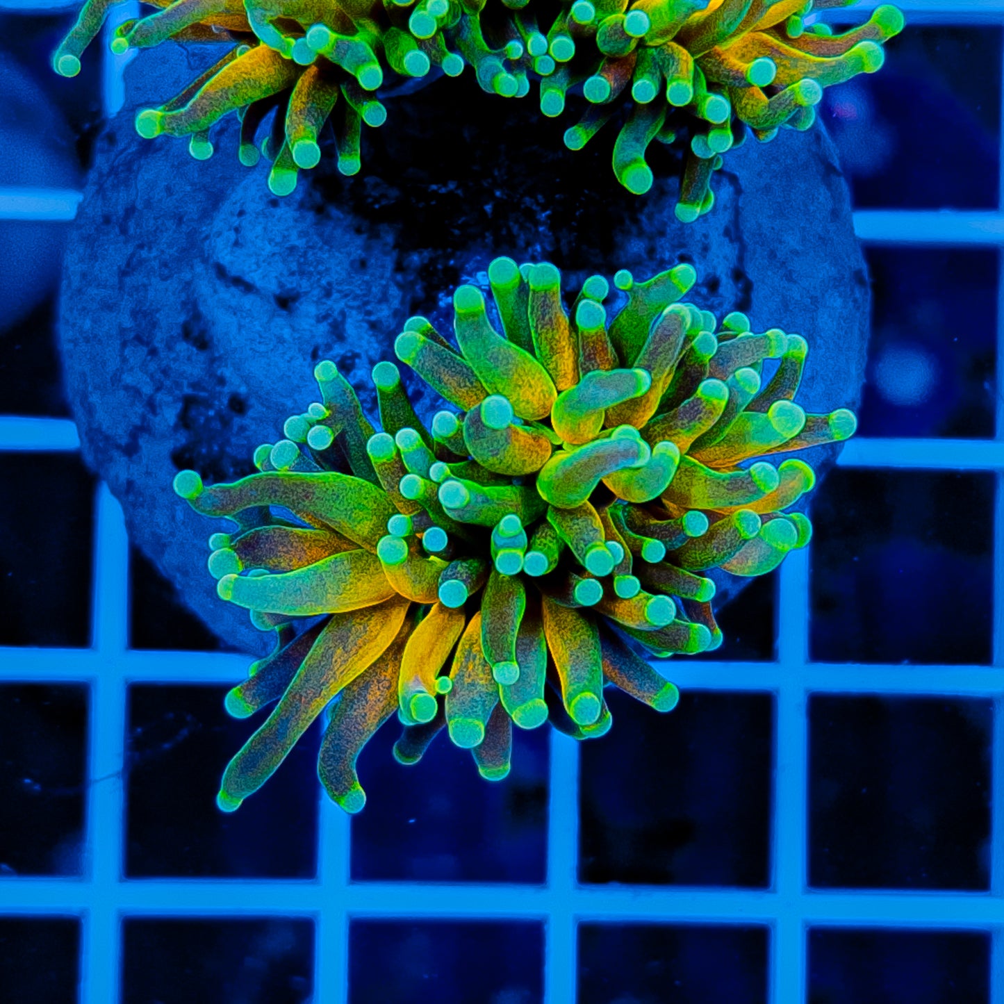 GREEN TIP TIGER TORCH 914