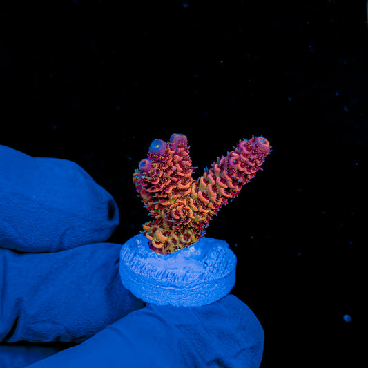HOLY GRAIL MILLE 1053