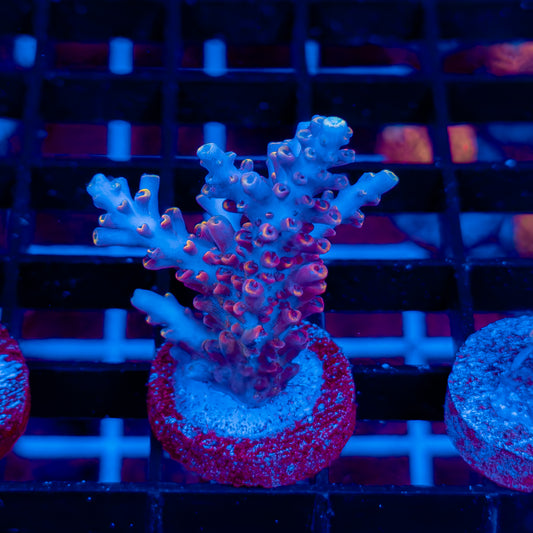BLUE FLAME 560