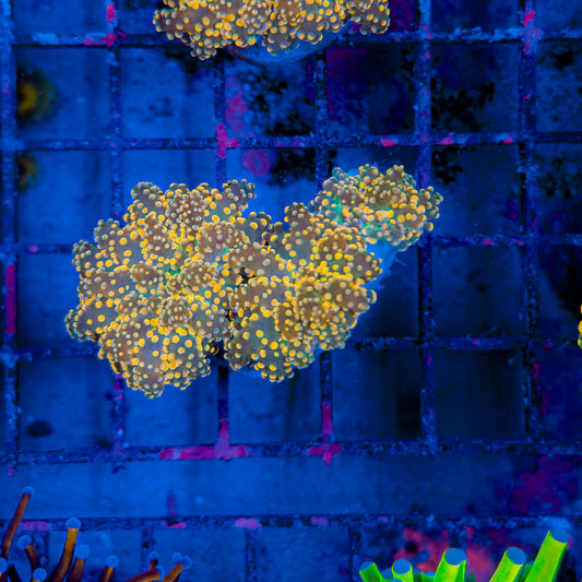 TRICOLOR OCTOSPAWN (3 HEADS) 214