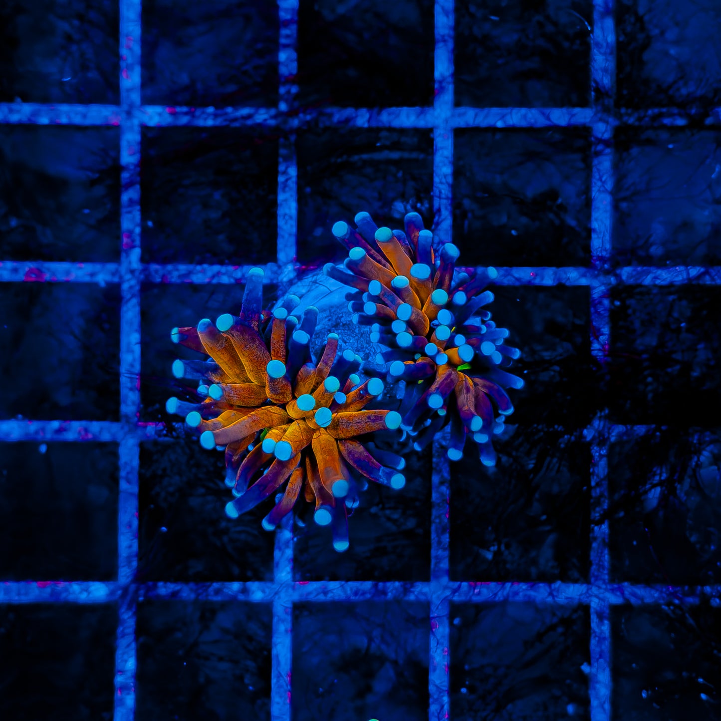 ULTRA BRANCHING TIGER TORCH (2 HEADS) 543