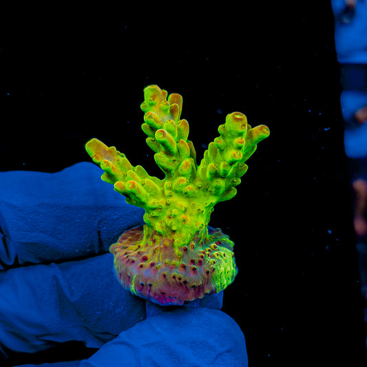 HIGHLIGHTER GRANULOSA 998