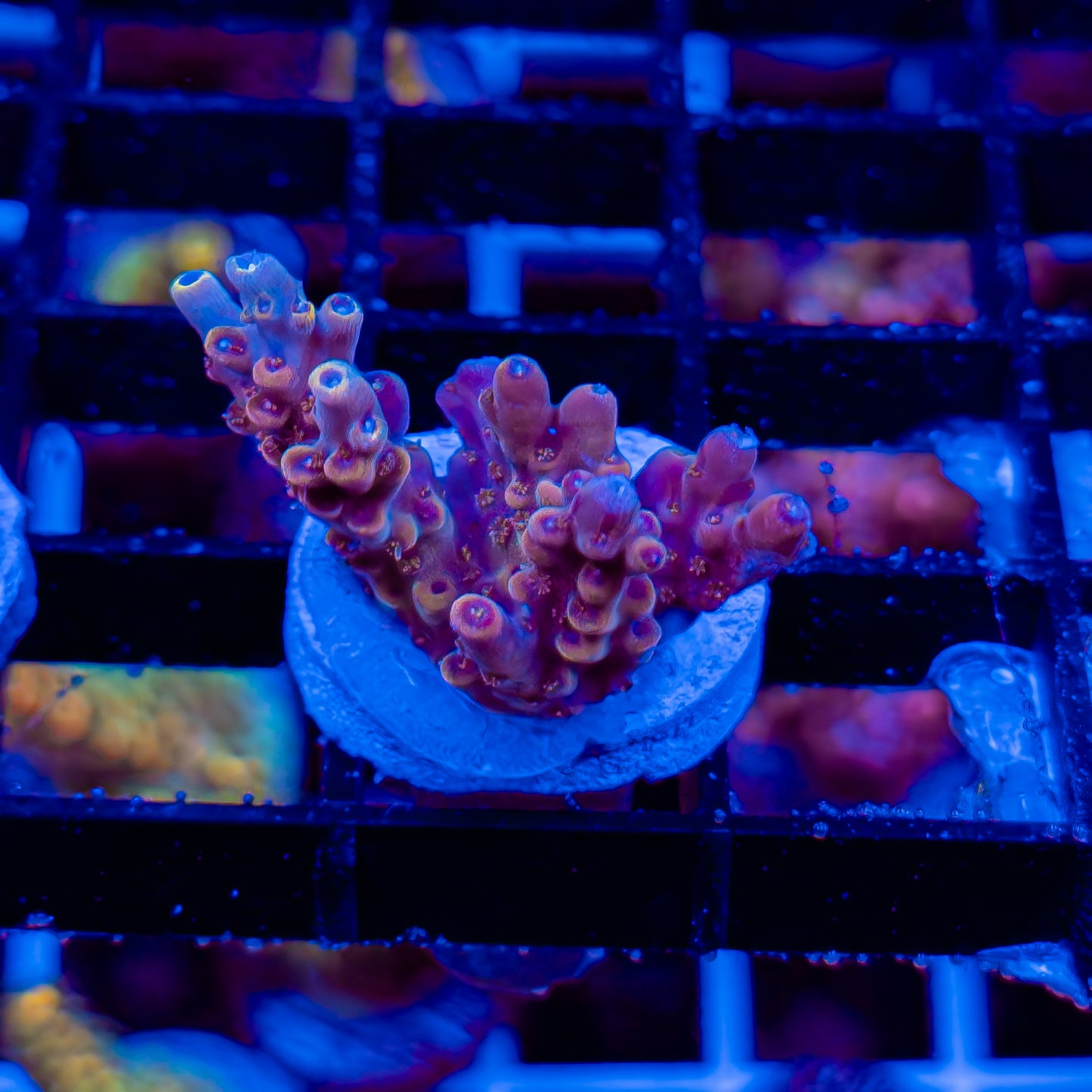 TANGERINE 252