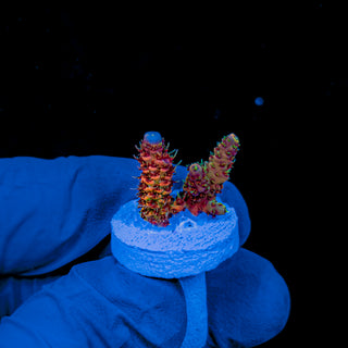 HOLY GRAIL MILLE 1060