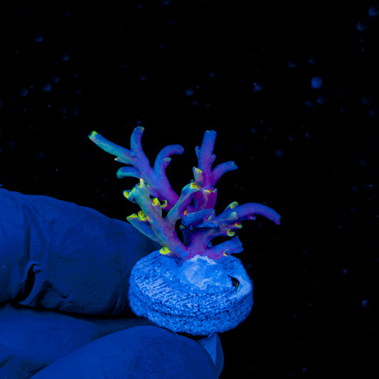 NEBULA SPECIOSA 1493