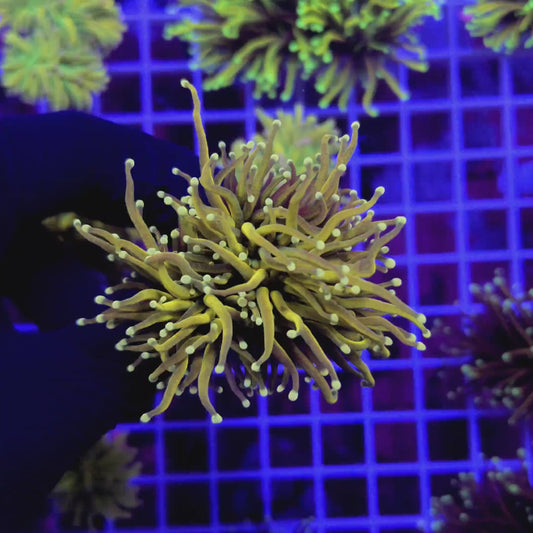 YELLOW TIP ON YELLOW TORCH (2 HEADS) 102